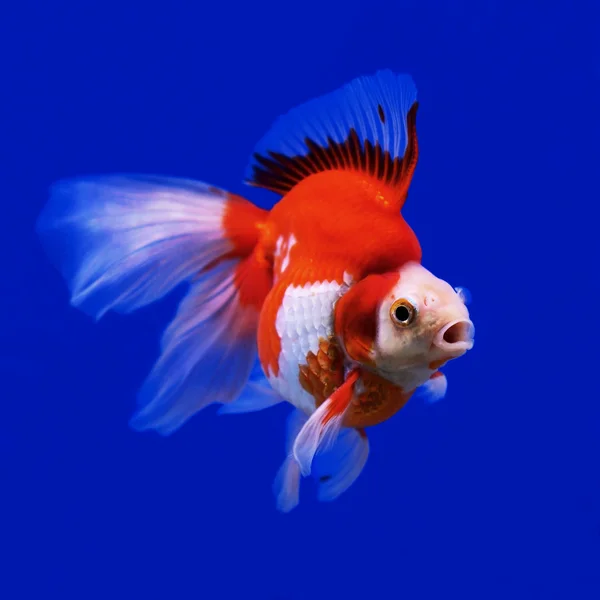 Красиві Золоті рибки — стокове фото