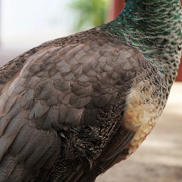 Peacock of pauw veren — Stockfoto