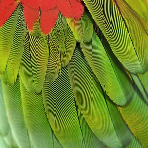 Papoušek papoušek peří — Stock fotografie