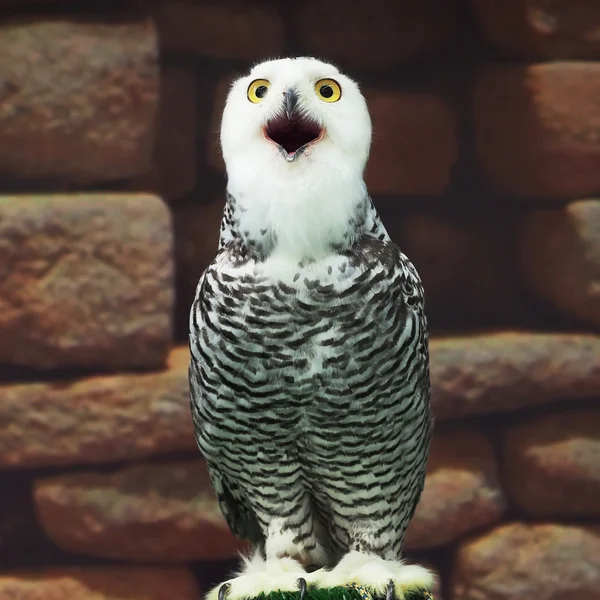 Snow owl — Stock Photo, Image