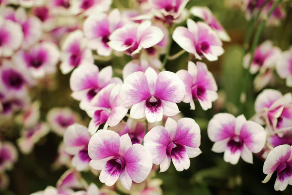 Flor de orquídea — Foto de Stock