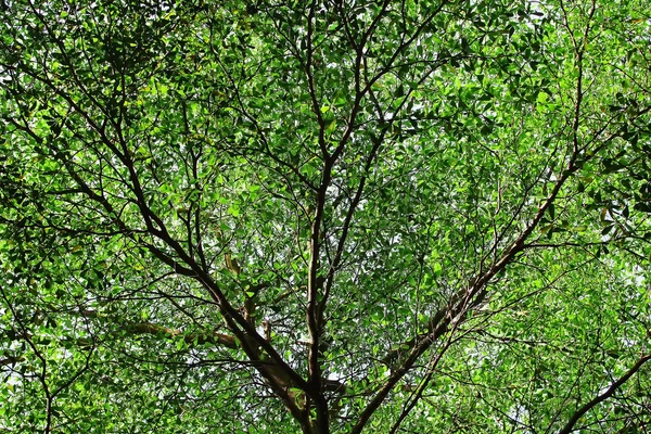 Hoja verde — Foto de Stock