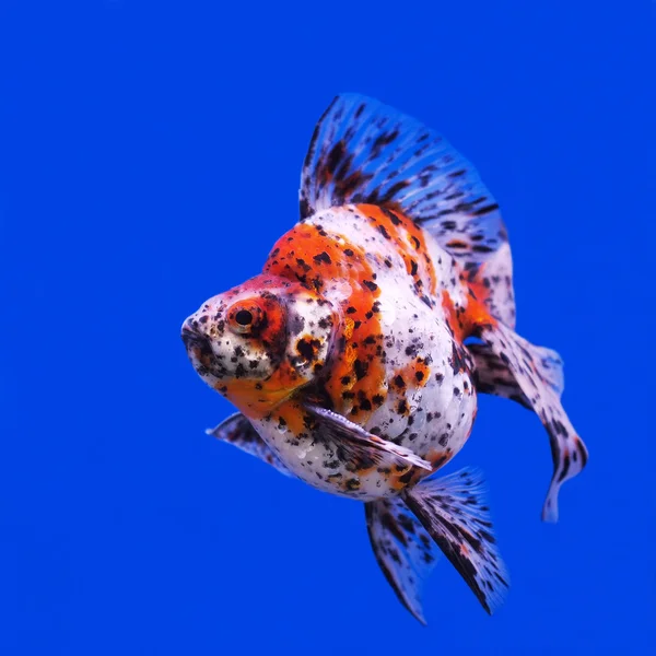 Beautiful goldfish — Stock Photo, Image