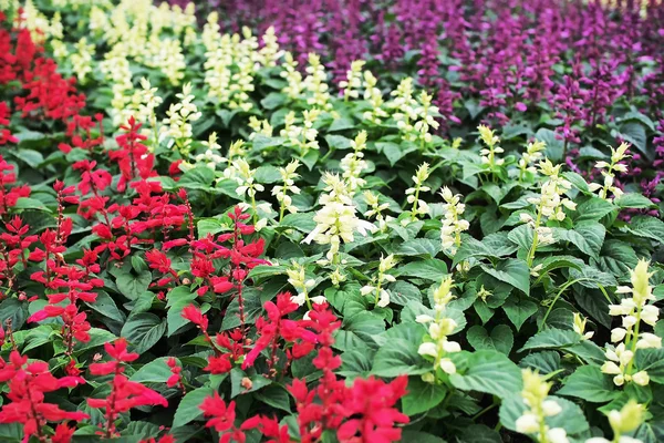 Flor de salvia — Foto de Stock