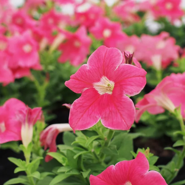 Petunia flower — Stock Photo, Image