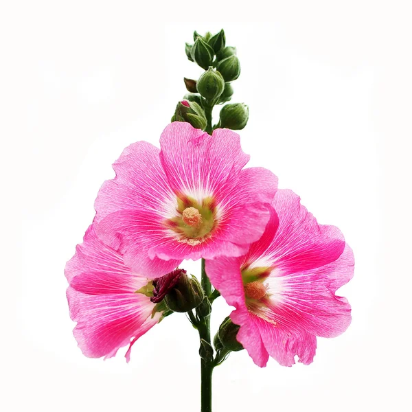 Hollyhock flower — Stock Photo, Image