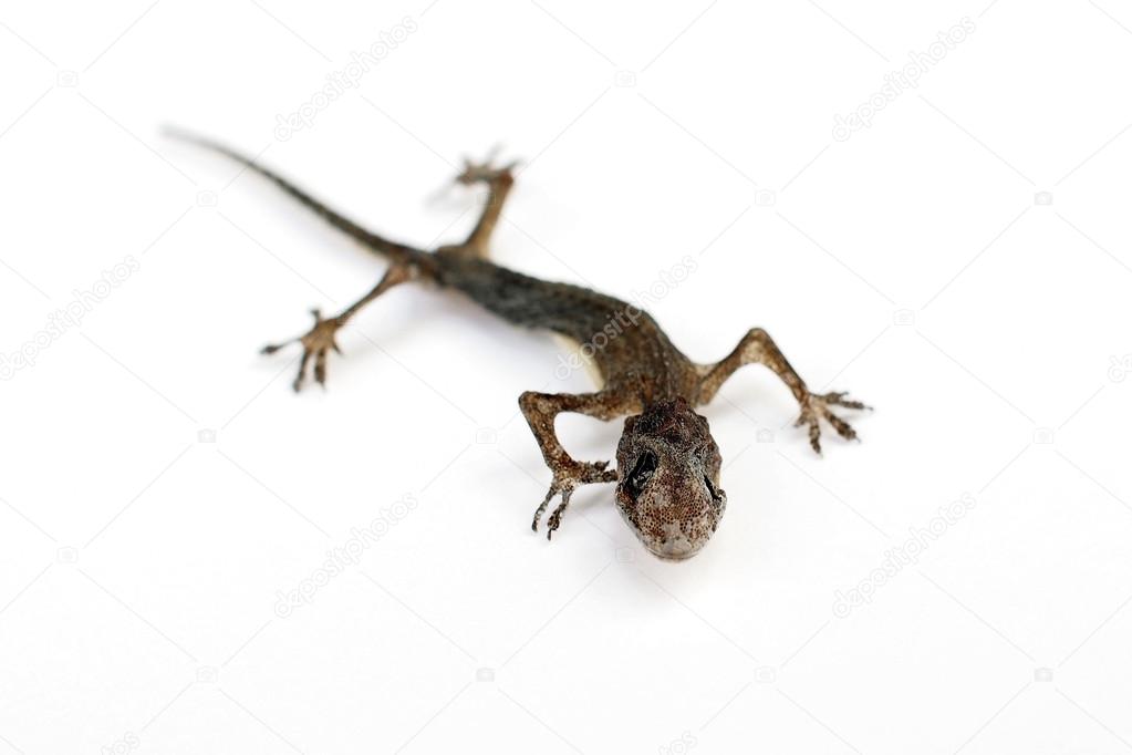 House Lizard Stock Photo C Leisuretime13 61896507