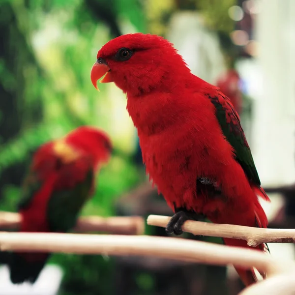 Papagaio-de-eclectus — Fotografia de Stock