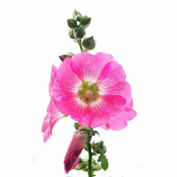 Malwa kwiat — Zdjęcie stockowe
