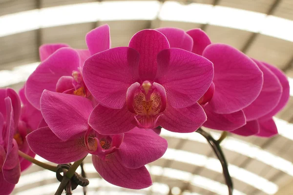 Flor de orquídea — Fotografia de Stock