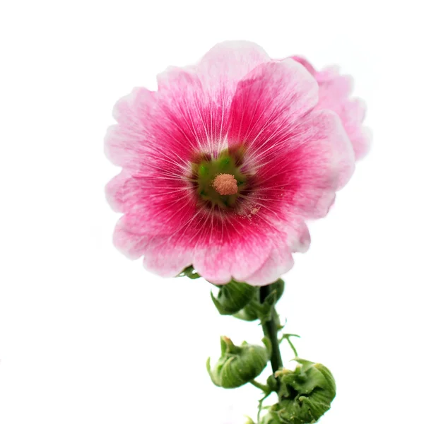 Hollyhock flower — Stock Photo, Image