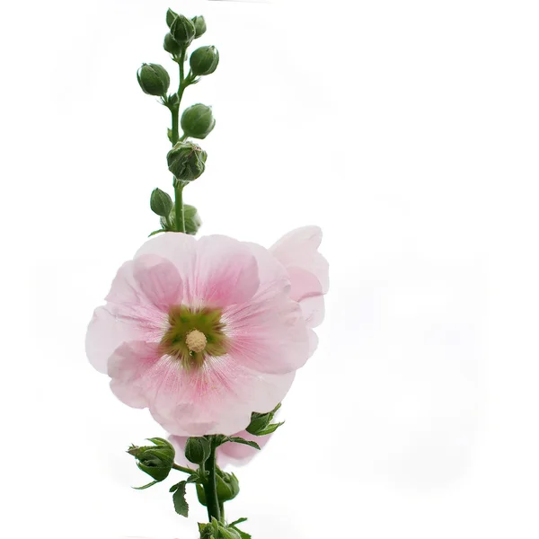 Hollyhock flower — Stock Photo, Image