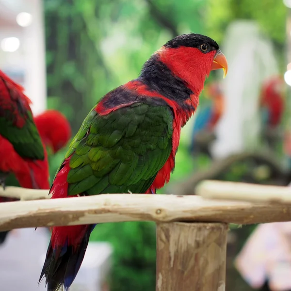 Eclectus papuga — Zdjęcie stockowe