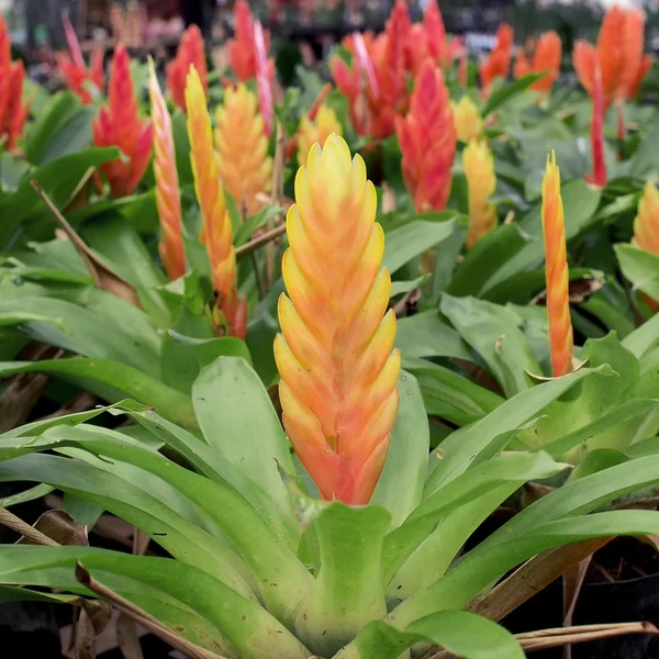 Flor de vriesea splendens — Fotografia de Stock