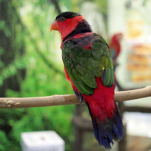 Papagaio-de-eclectus — Fotografia de Stock