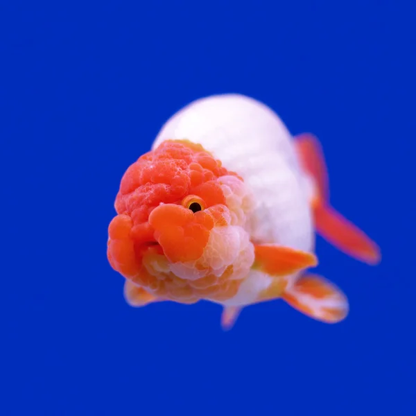 Ranchu or lion head goldfish — Stock Photo, Image