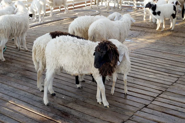 Sheep in the farm — Stock Photo, Image