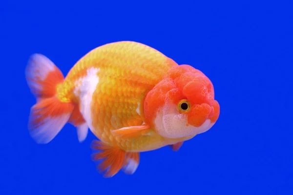 Ranchu veya aslan baş goldfish — Stok fotoğraf