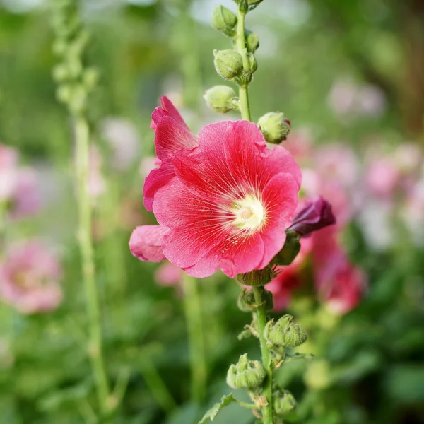 접시 꽃 꽃 또는 althaea 꽃 — 스톡 사진