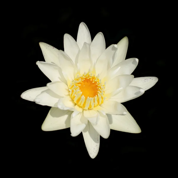 Flor de lótus — Fotografia de Stock