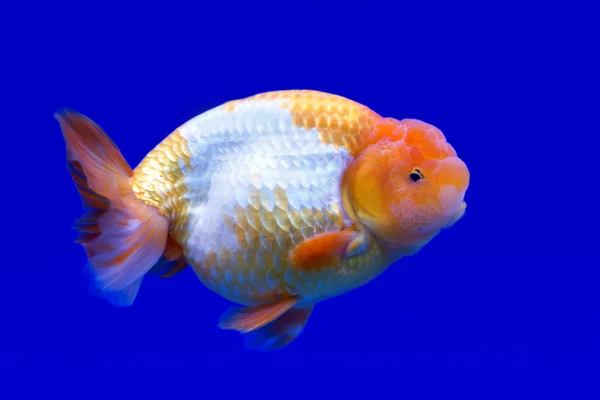 Ranchu ou leão cabeça goldfish — Fotografia de Stock