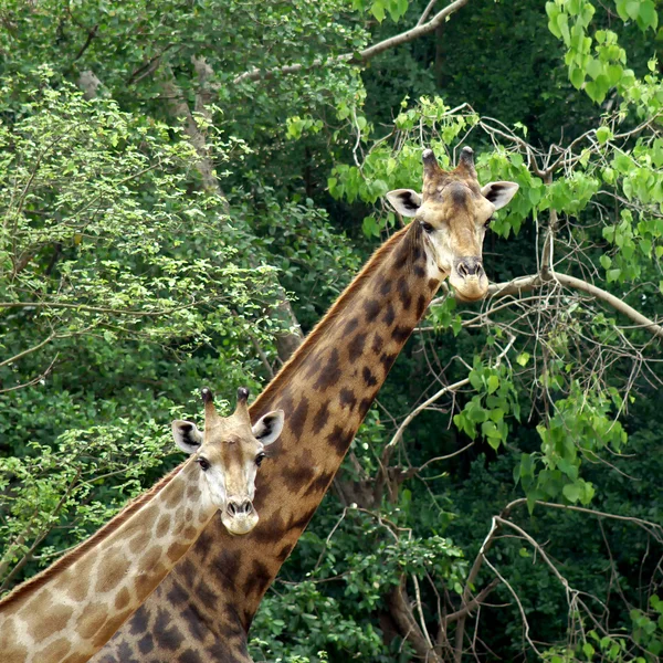 Giraffe — Stock Photo, Image