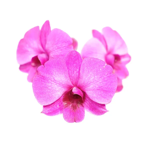 Orchidée fleur — Photo