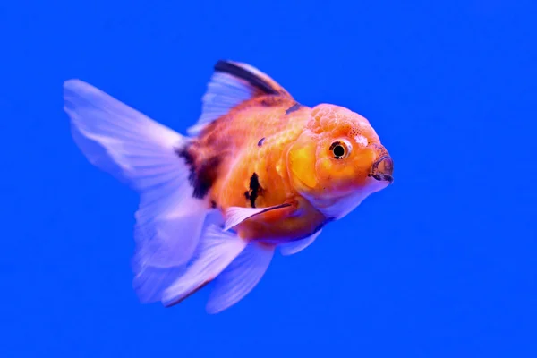 Ranchu ou leão cabeça goldfish — Fotografia de Stock