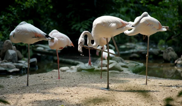 Flamingo no zoológico — Fotografia de Stock