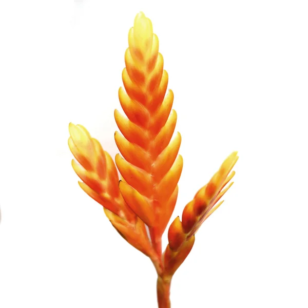 Bromeliad eller vrieneea splendens blomst – stockfoto