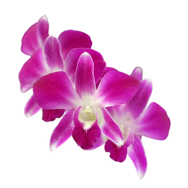 Orchideenblume — Stockfoto