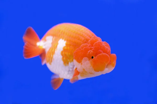 ranchu veya aslan baş goldfish
