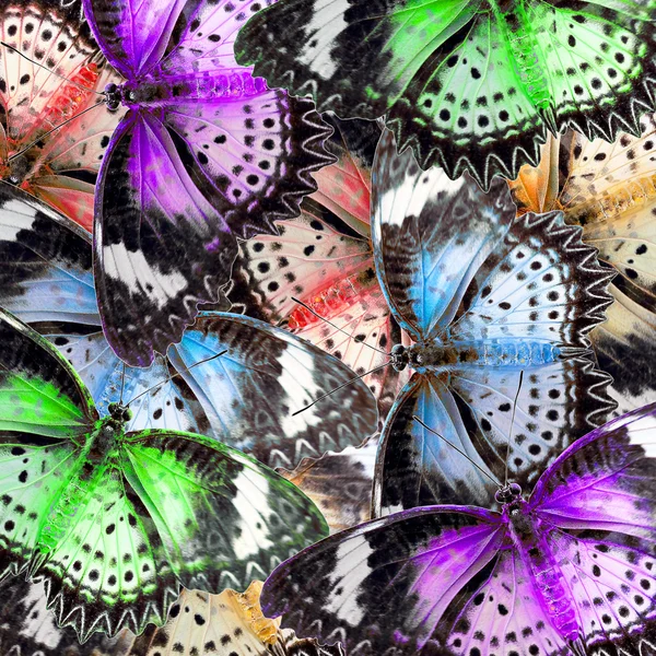 Exotic color butterfly — Stock Photo, Image