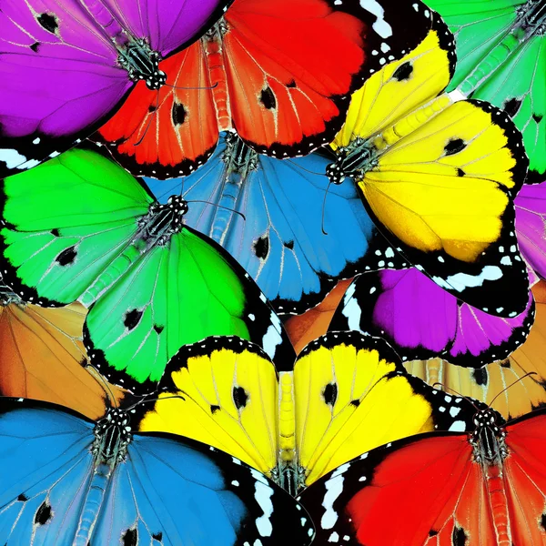Exotic color butterfly — Stock Photo, Image
