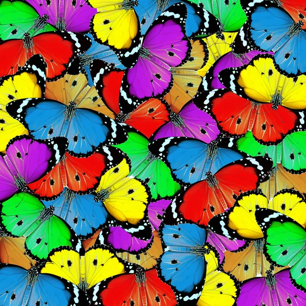 Δίνουν ένα εξωτικό χρώμα πεταλούδα — Φωτογραφία Αρχείου