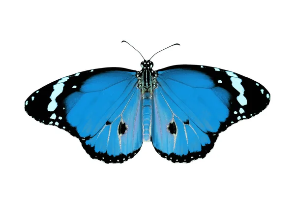 Exotische blaue Farbe Schmetterling — Stockfoto