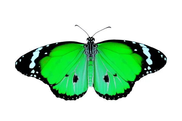 Exotische grüne Farbe Schmetterling — Stockfoto