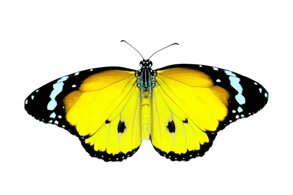 Екзотичний жовтий колір метелика — стокове фото