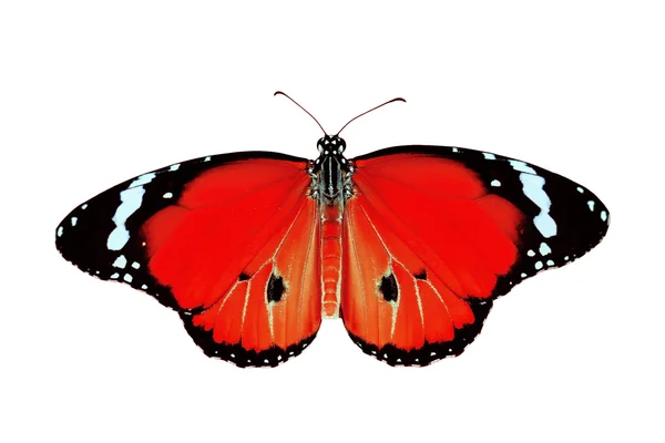 Εξωτικό κόκκινο χρώμα πεταλούδα — Φωτογραφία Αρχείου