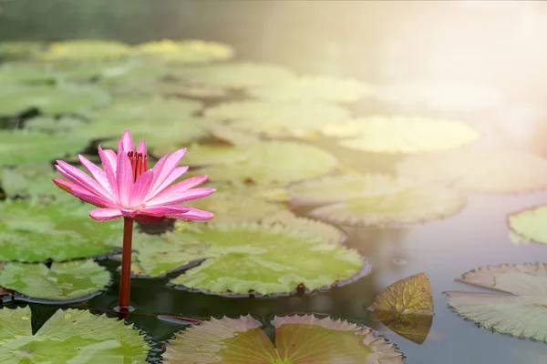 Flor de loto — Foto de Stock