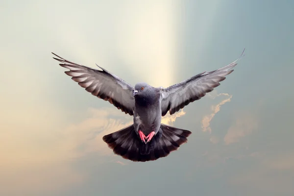 Літати голуб — стокове фото