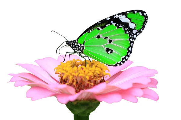 Εξωτικά Πράσινη πεταλούδα — Φωτογραφία Αρχείου