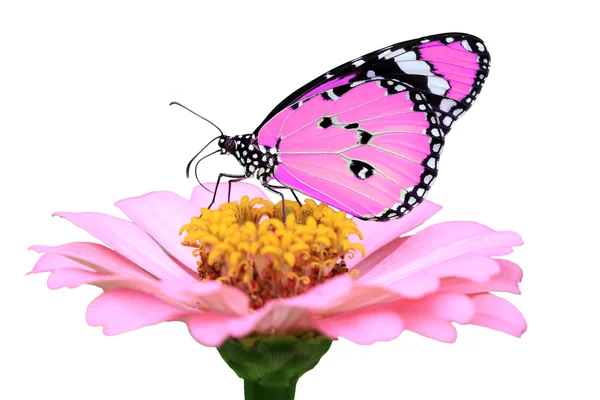 Exotic pink butterfly — Stock Photo, Image
