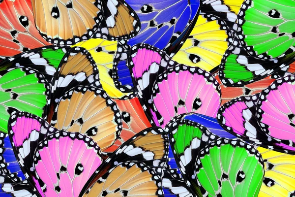 Cor exótica borboleta — Fotografia de Stock