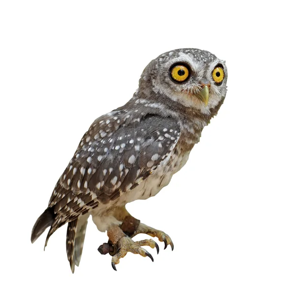 Gevlekte owlet of athene brama vogel — Stockfoto