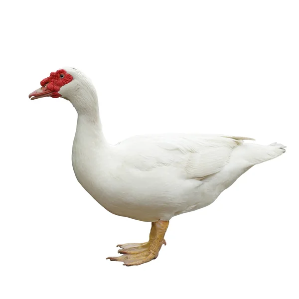 White domestic goose — Stock Photo, Image