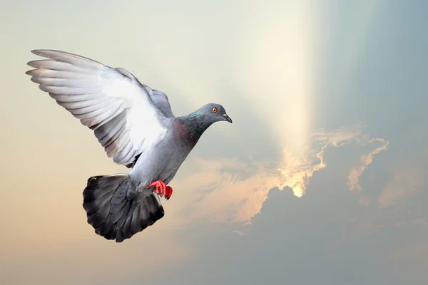 Flying pigeon — Stok fotoğraf