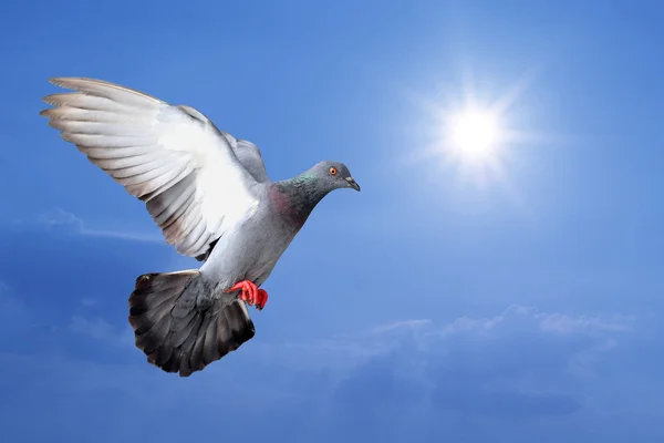 Flying pigeon — Stok fotoğraf