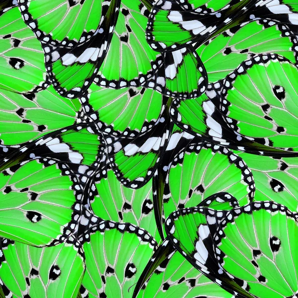 Exotic green butterfly wing — Stock Photo, Image