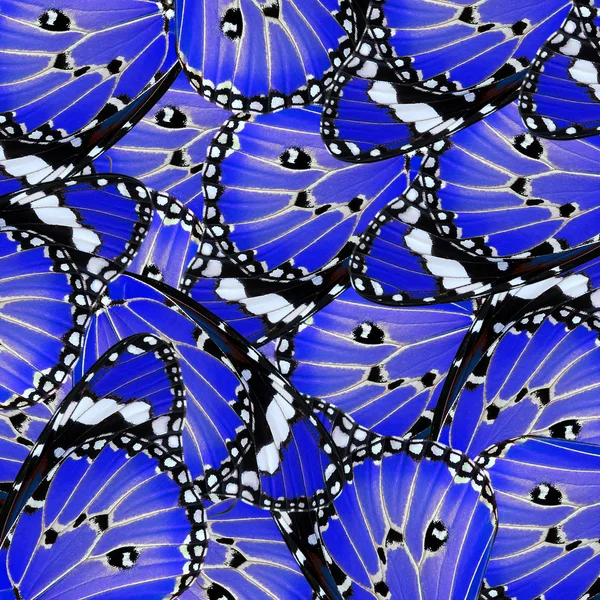 エキゾチックな青い蝶の翅 — ストック写真